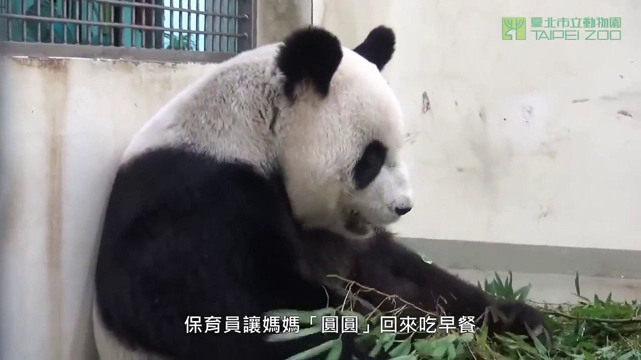 Un bébé panda découvre sa nouvelle maison sous les yeux de sa maman