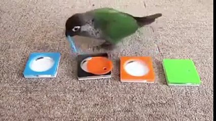 Testleri çözen akıllı kuş