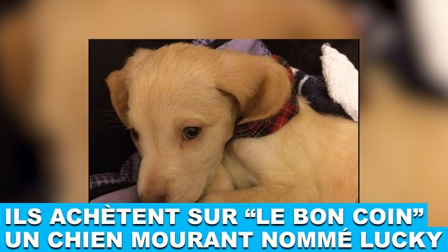 Ils achètent sur Le Bon Coin un chien mourant nommé Lucky. L'histoire dans la minute chien #103