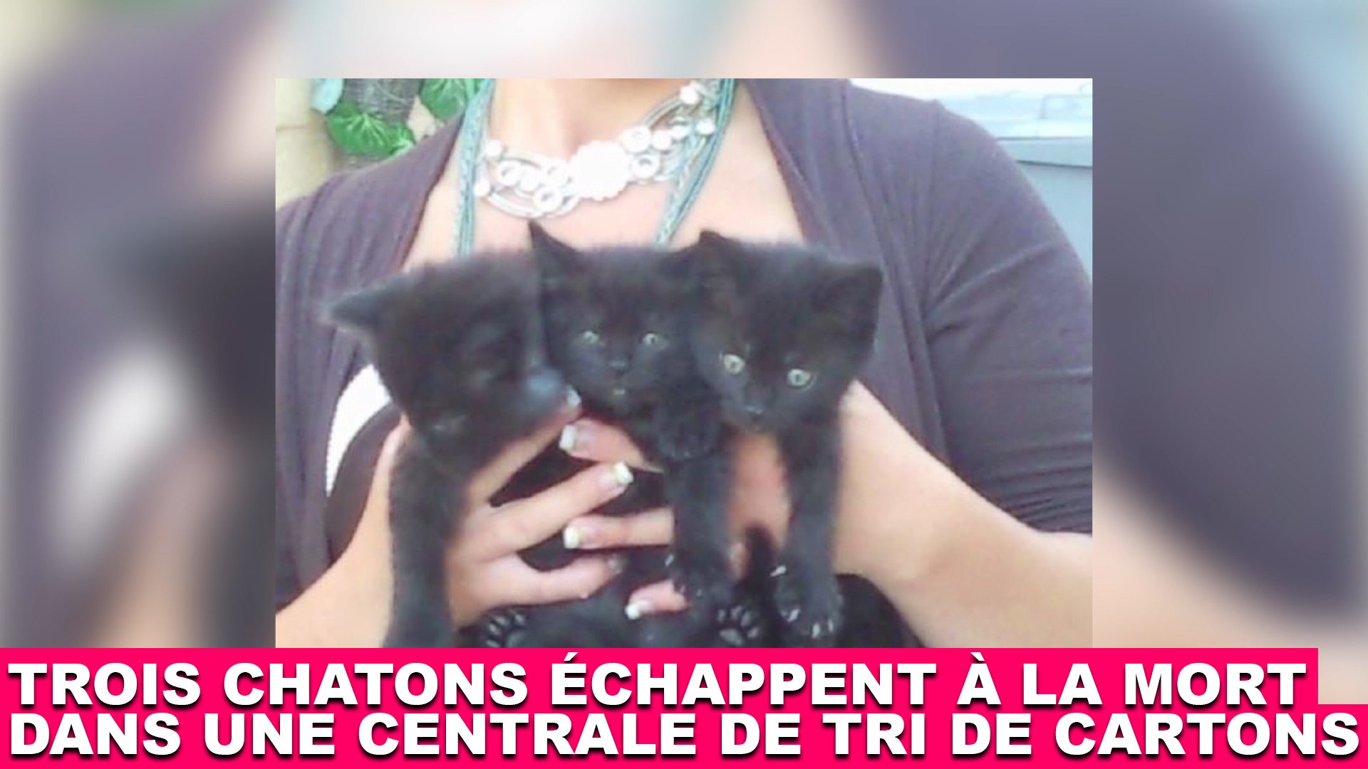 Trois Chatons Echappent A La Mort Dans Une Centrale De Tri De Cartons A Suivre Dans La Minute Chat 103 Video Dailymotion