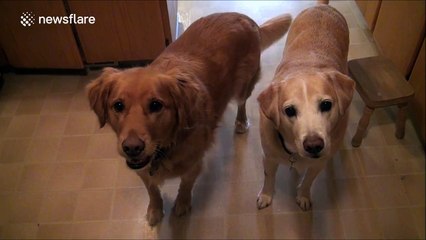 Dogs go crazy when asked if they want to go for a walk