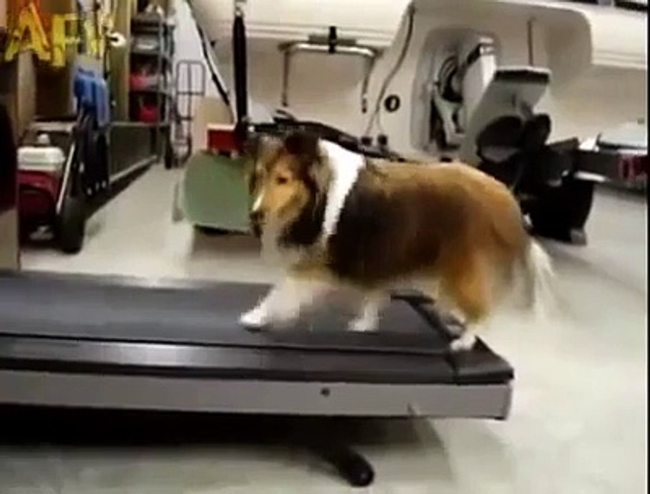 Un chien pris en train de tricher sur un tapis de course
