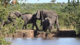 Two Elephant Herds At One Waterhole (4K Video)