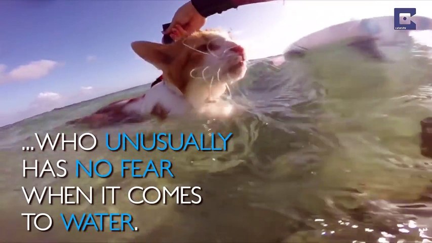 Kuli Le Chat Borgne Qui Adore Surfer Video Dailymotion