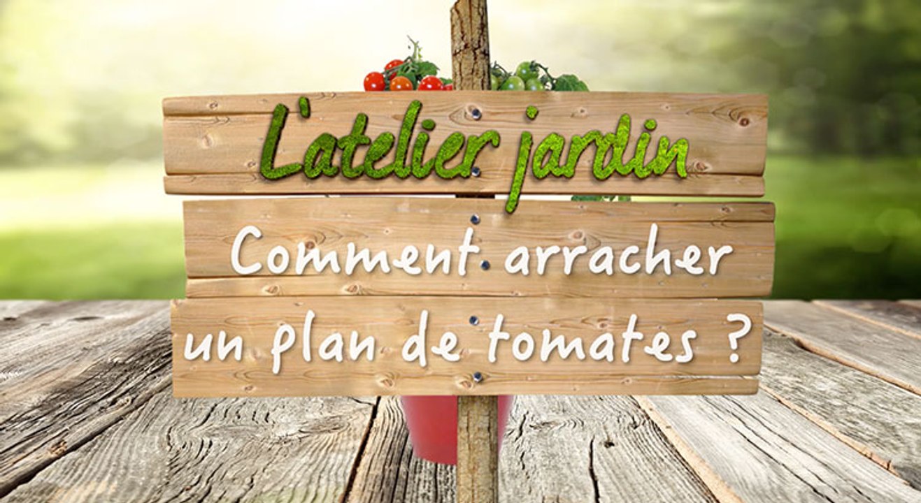 Comment arracher un plan de tomates ?