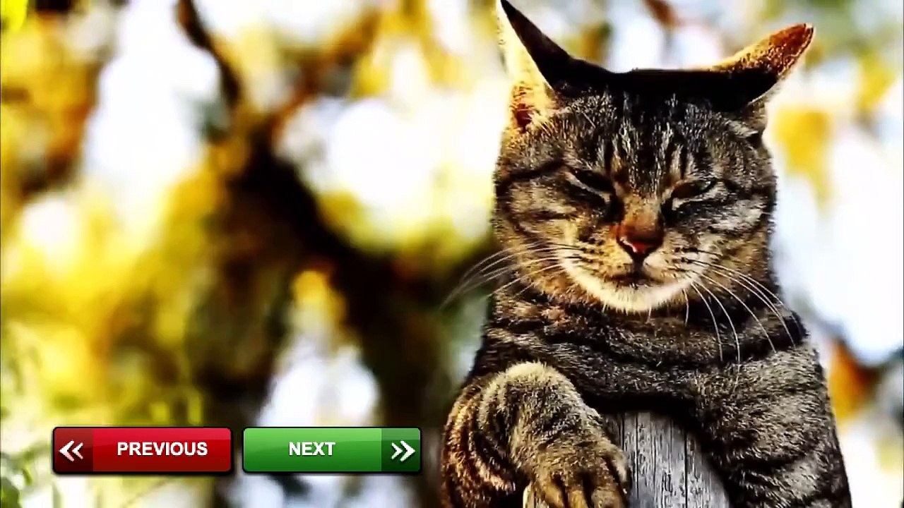 BEST FUNNY Cats & Dog Fails 2014 Top ANIMALS COMPILATION
