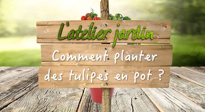 Comment planter des tulipes en pot ?