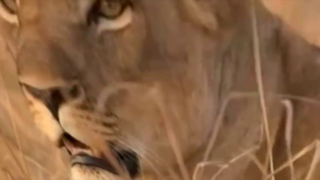 Lions vs Crocs - Fear in the River ( Special Animal Documentary )