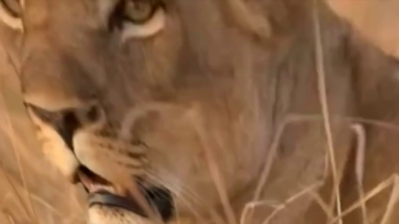 Lions vs Crocs - Fear in the River ( Special Animal Documentary )