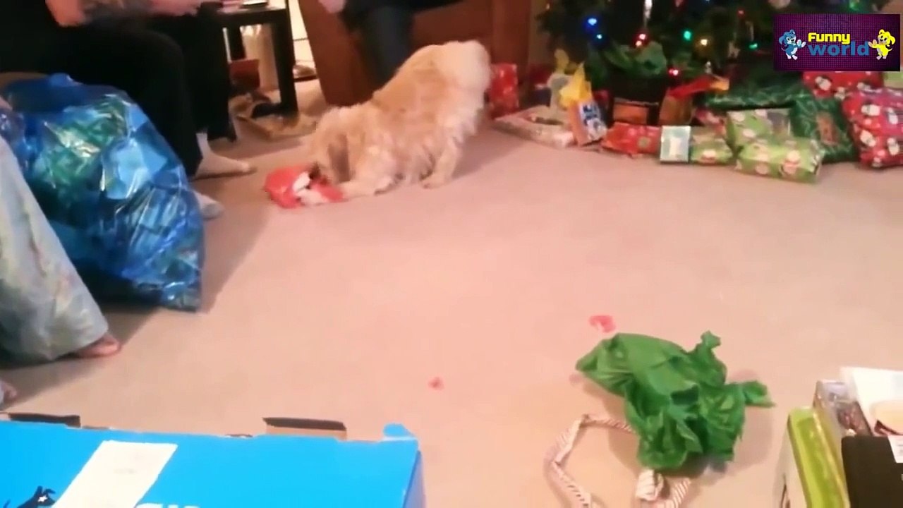 Komik Videolar 2015 Sevimli Kedi Ve Köpekler Yılbaşı Derleme Seviyorum 720P