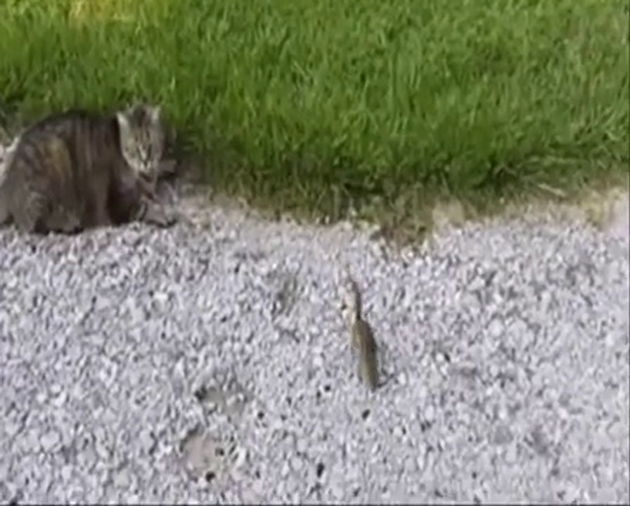 Funny Fails & Hot Video Clips 2015 TRY NOT TO LAUGH !!! Best Jokes !!!