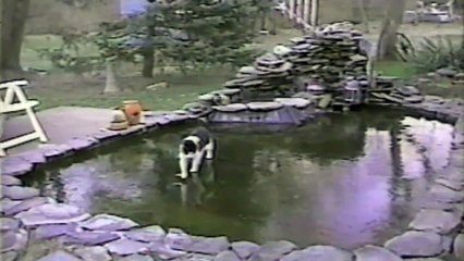 Cat Chases Fish On Frozen Pond