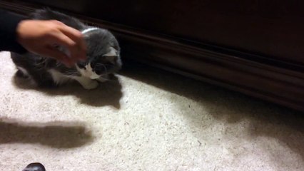 Cat Grabs Treats From Under the Bed