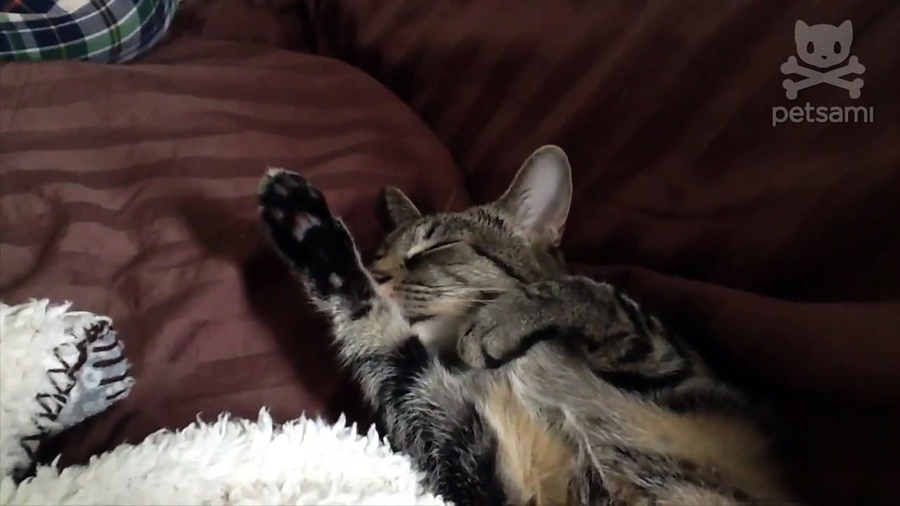 Cat cringes at the sound of nails being clipped