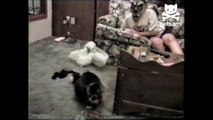 Cat is horrified by masked man