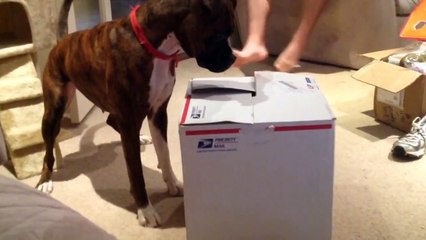 Cat Jumps Out of a Box to Scare the Dog