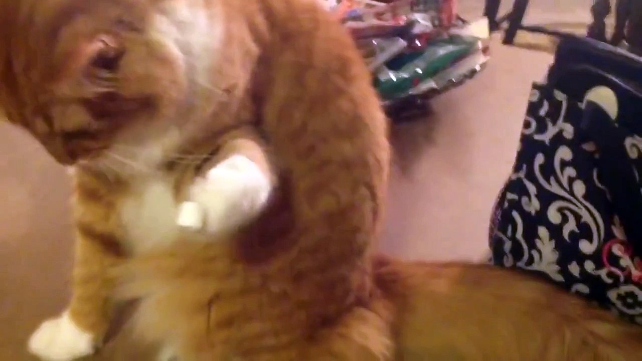 Cat Loves His Marshmallow