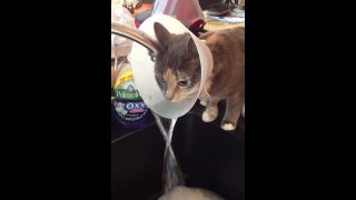Cat Wearing A Cone Discovers New Way To Drink