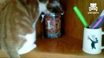 Cat steals cookie only to be robbed by dog