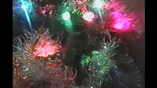 Cats In Christmas Trees- Compilation