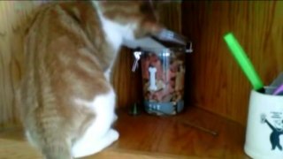 Cats Stealing Stuff - Compilation