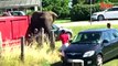 Elephant Attack: Circus Animal Lifts Car Off The Ground