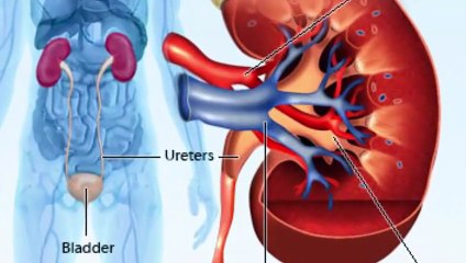 যে ১০টি কারণে আপনার কিডনির প্রতিনিয়ত ক্ষতি হচ্ছে!