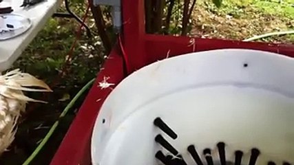 Tavukların Tüylerinin Kolay Yolma Yöntemi.. Yok Böyle Bir Şe