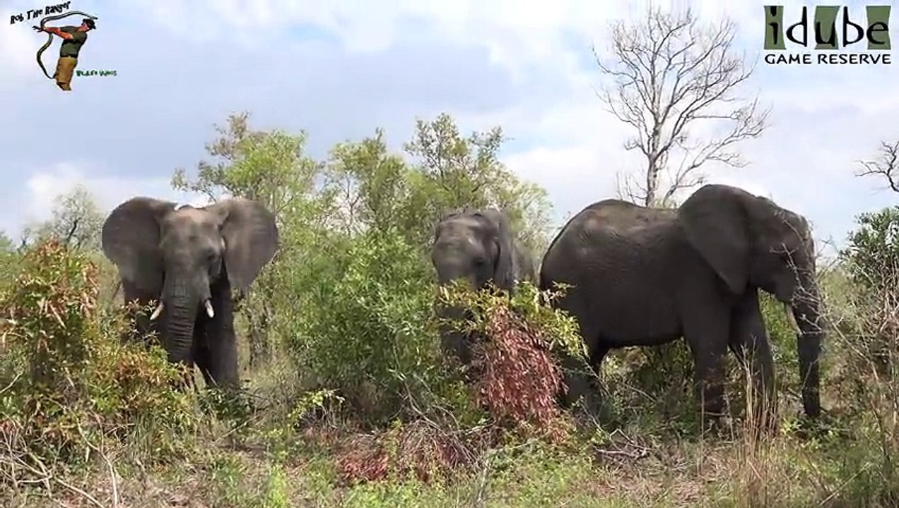 Idube Safari Highlights #373  20 - 24 October 2015 (Latest Sightings) (4K Video)