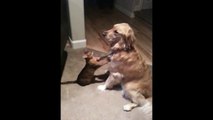 Cutest Cat And Dog Video Ever