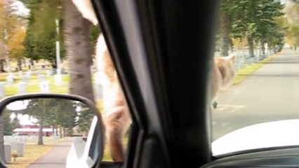 Daredevil Cat Rides On Hood Of Car