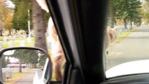 Daredevil Cat Rides On Hood Of Car