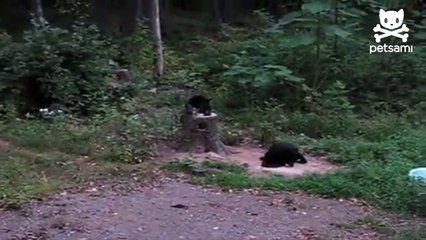 Fearless cat shows bear who&#39;s boss