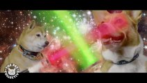 Star Wars: The Force Awakens Puppies Parody || Lightsaber Puppies Battle