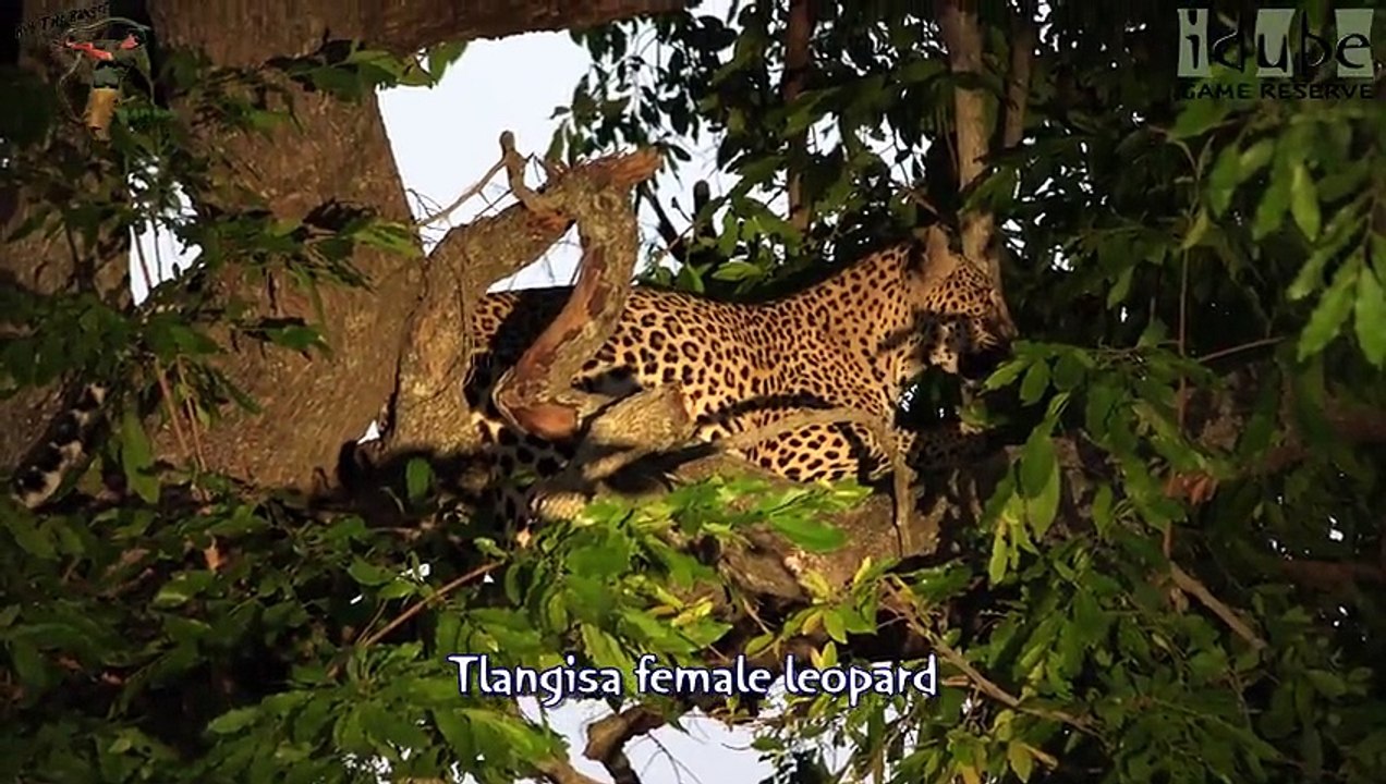 Idube Safari Highlights #376  31 October - 03 November 2015 (Latest Sightings) (4K Video)