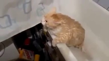 Trop gros pour sortir de la baignoire - Pauvre chat
