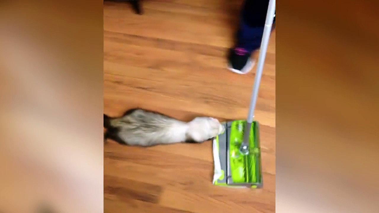 Un furet qui fait carpette - Très propre!