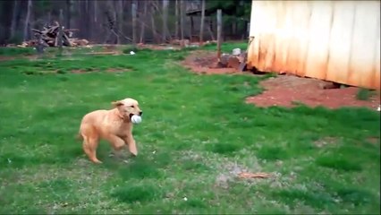 Si les chiens avaient la parole... Hilarant