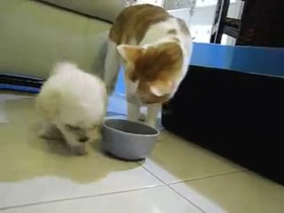 MY LOVE TROP MIGNON LOL CHIEN § CHAT AMOUR CLIP VIDEO HUMOUR