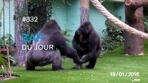 ZAP DU JOUR #332 : Deux gorilles se battent dans un zoo !