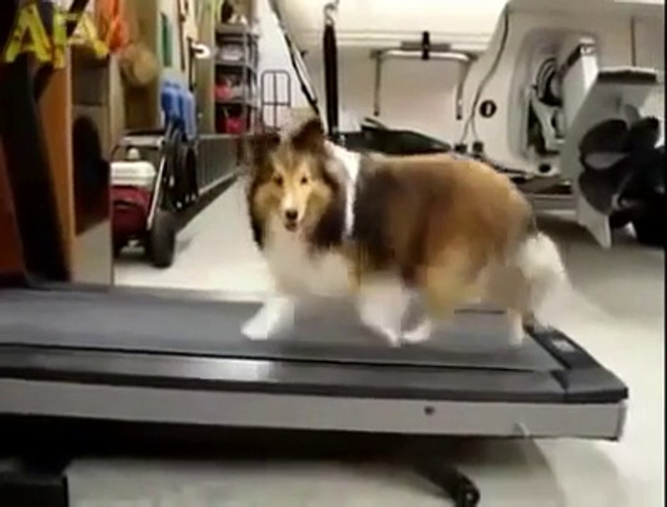 Un chien triche sur un tapis de course - Feignant mais intelligent