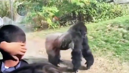 Une violente bagarre entre deux gorilles effraye les spectateurs d'un zoo