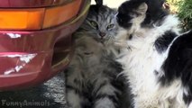 Cats Talking To Each Other Compilation - Funny Animals Channel