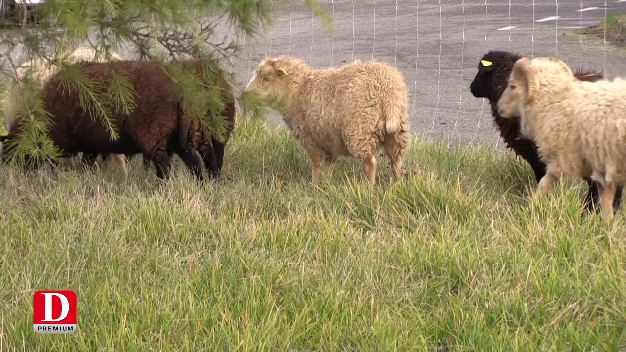 Des moutons tondeuses, c'est écolo!