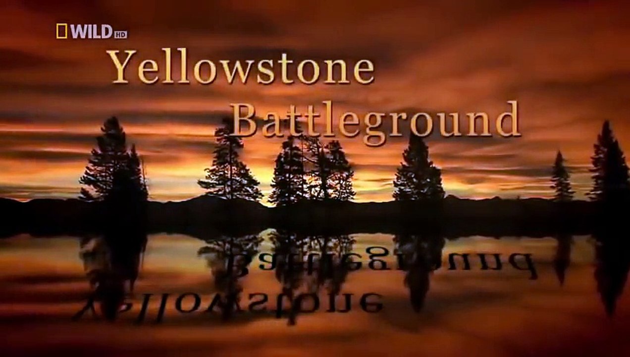 Wolves vs Grizzly Bears - Extreme Fighting ( Nat Geo WILD )