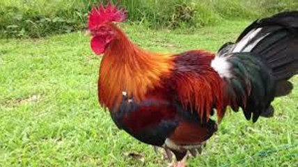 Fight cock vs dog! Unbelievable "Who is Won" Brave Fight 2016