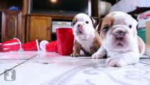 Wrinkly Bulldog Puppy Howls! SO DARN CUTE! - Puppy Love