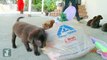 Adorable Chocolate Lab Puppies Brush Your Hair! - Puppy Love