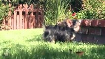 Prancing Yorkie Puppies Make Your Day Great! - Puppy Love
