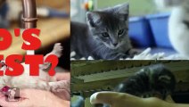 WHOS CUTEST? YOU DECIDE! Which Kitten Is Cutest? (Episode 8)
